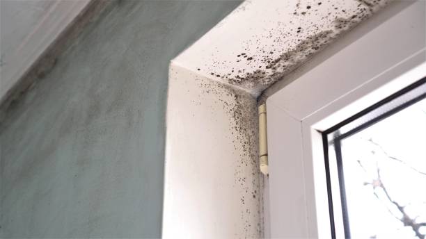 Best Attic Mold Removal  in New Castle, PA